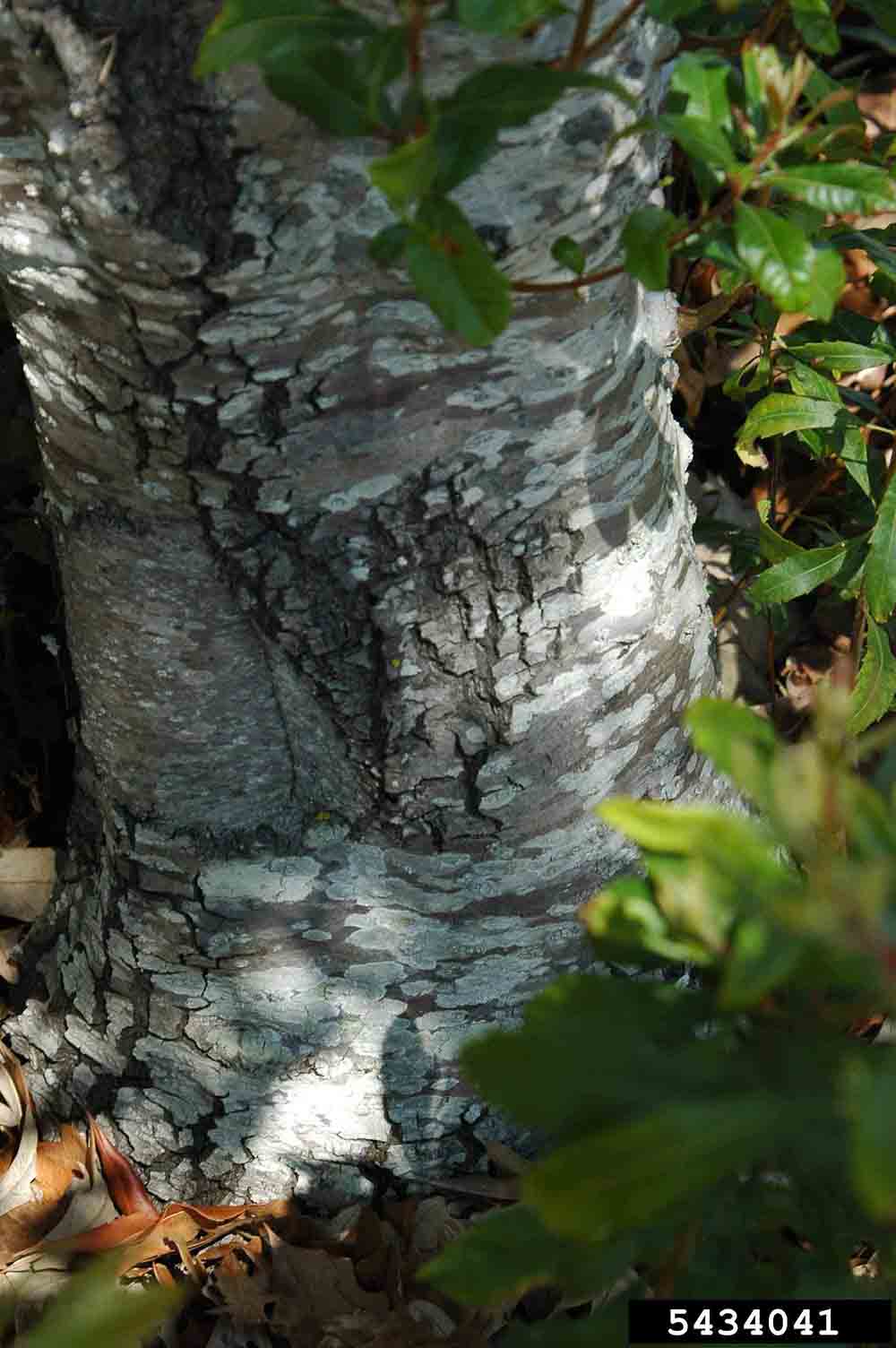 Southern wax myrtle bark on mature trunk