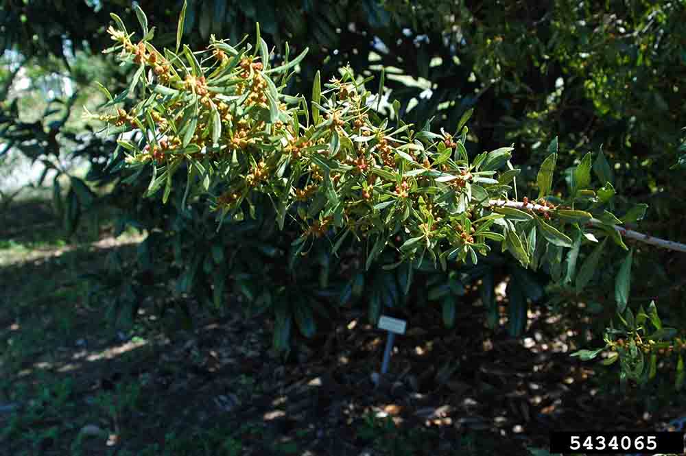 Southern wax myrtle flowering branch
