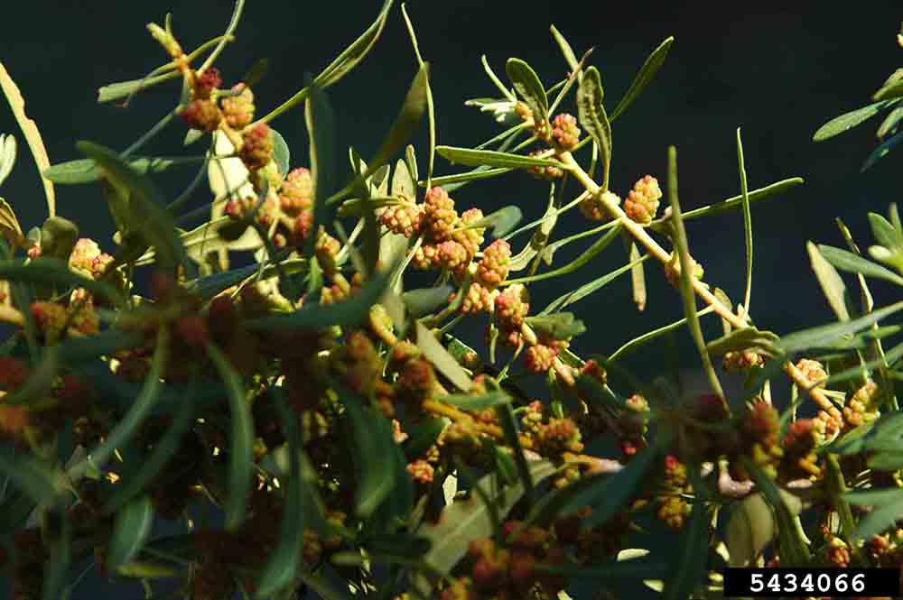Southern wax myrtle flower