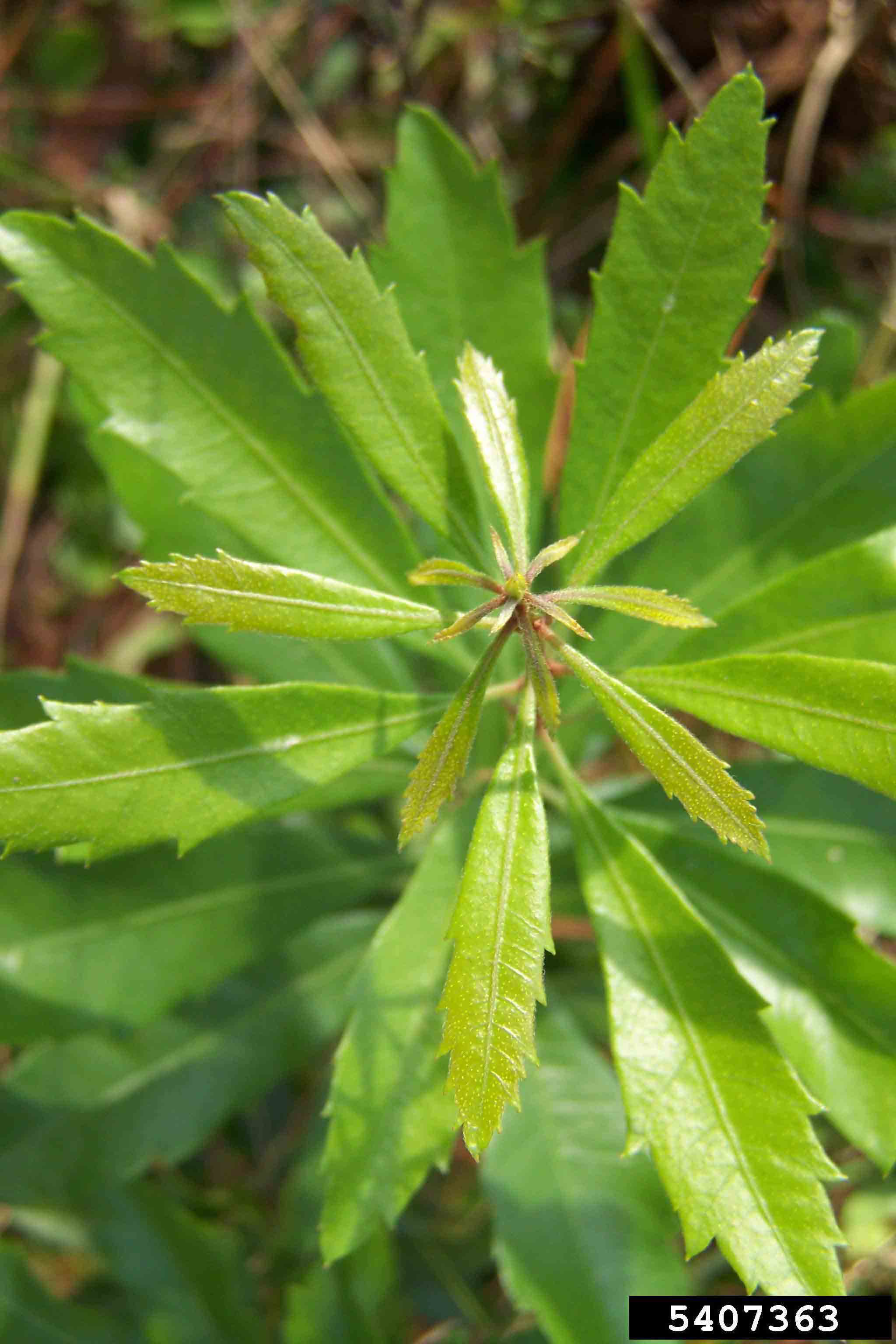 Southern wax myrtle leaves, coarsely toothed beyond the middle
