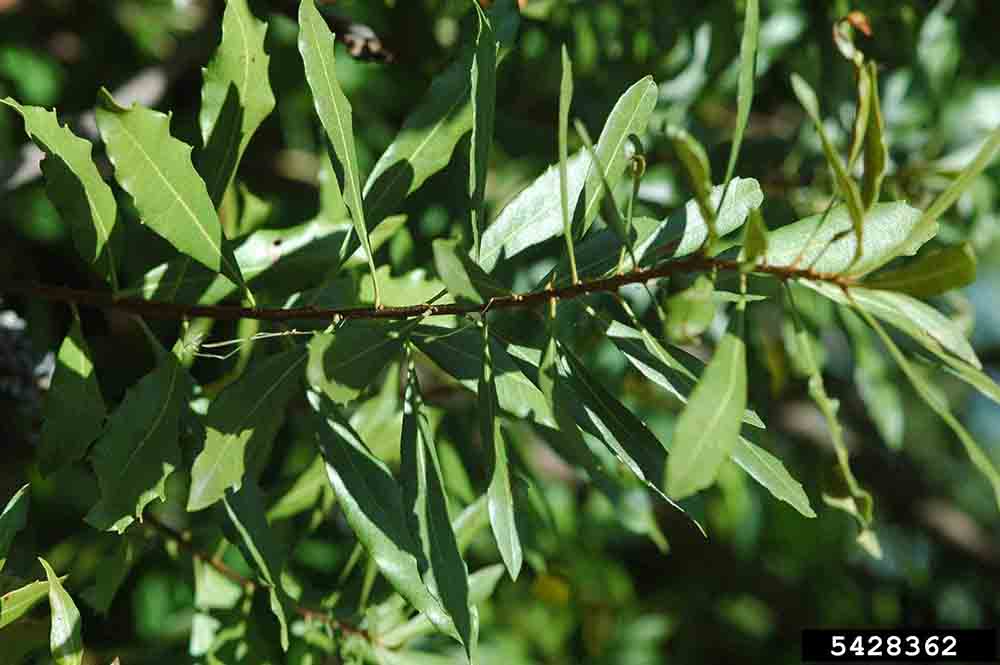 Southern wax myrtle leaves