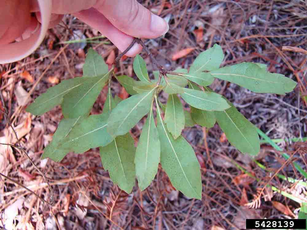 Southern wax myrtle leaves, undersides