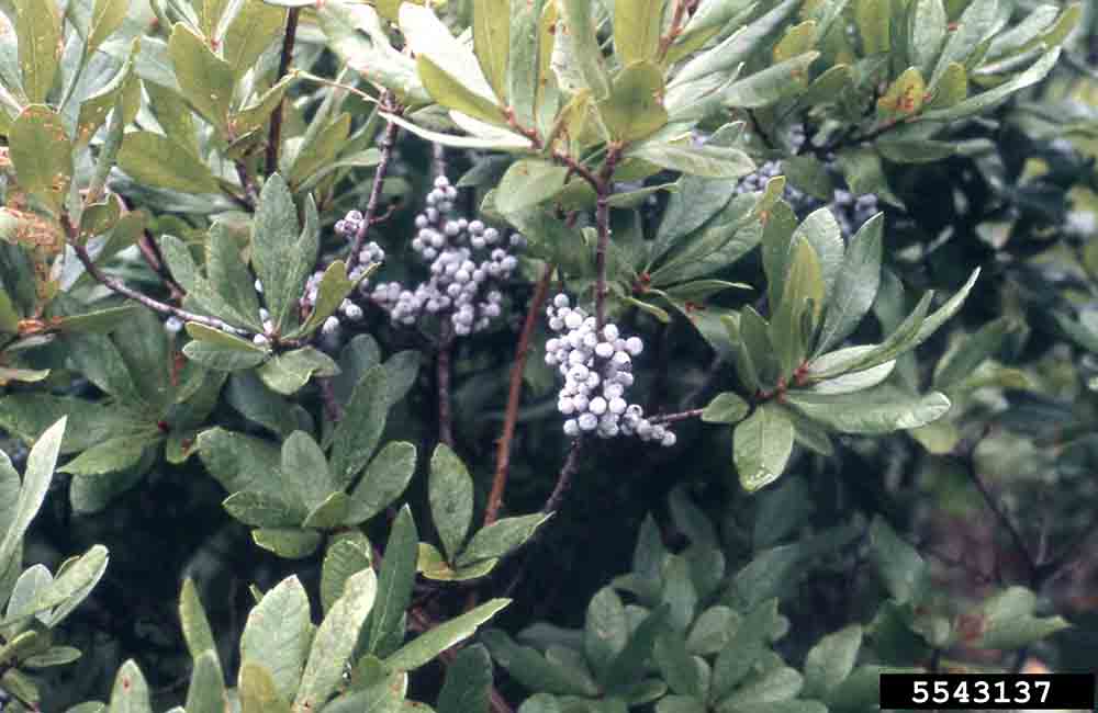 Southern wax myrtle foliage and fruit
