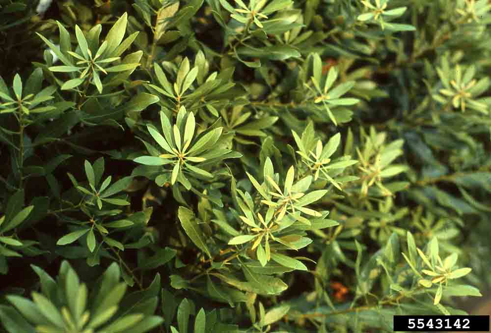 Southern wax myrtle foliage