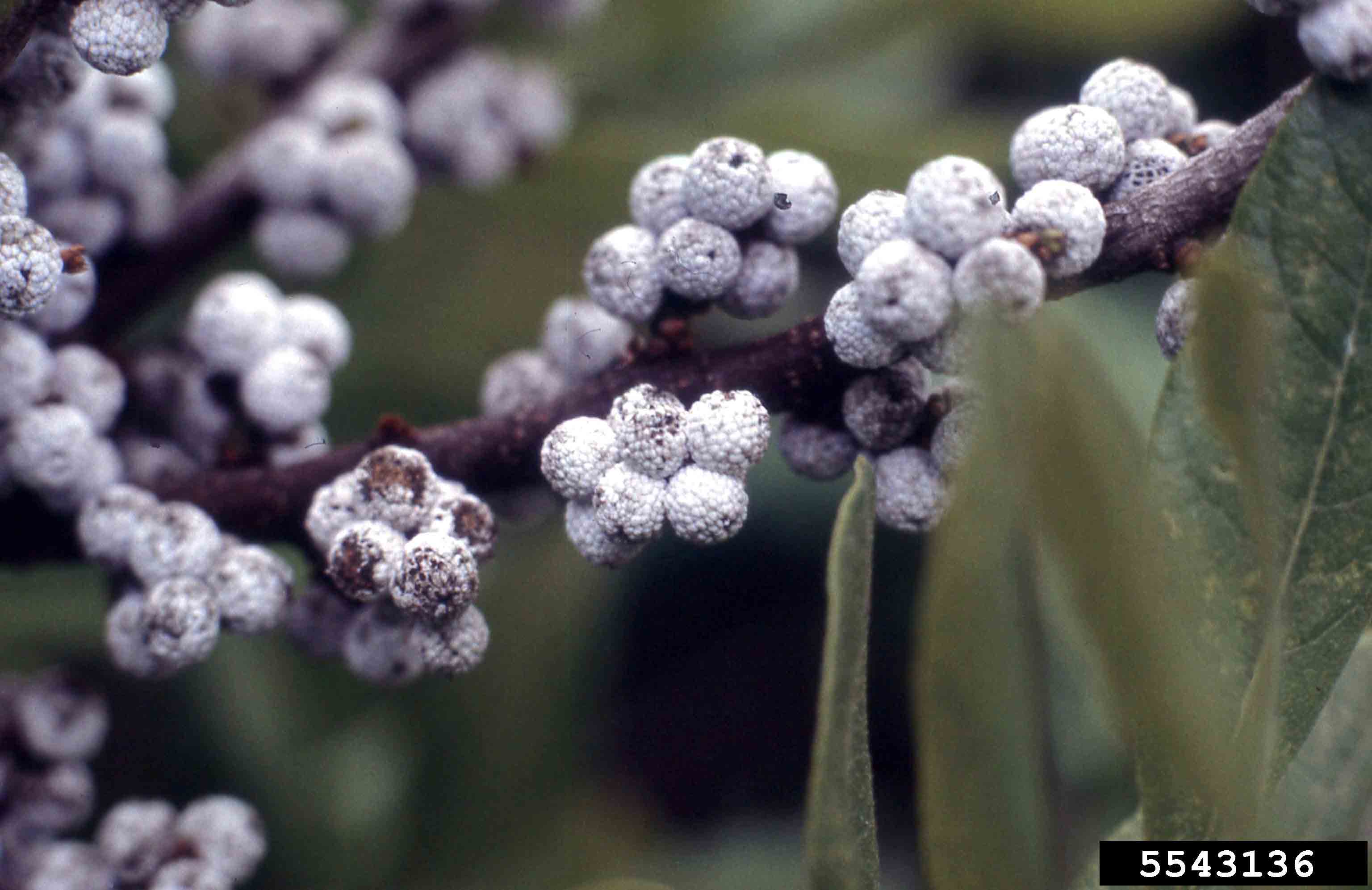 Southern wax myrtle fruit