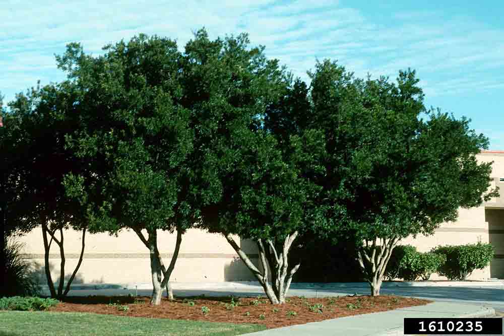 Southern wax myrtle trees in landscape, limbed up to show trunks