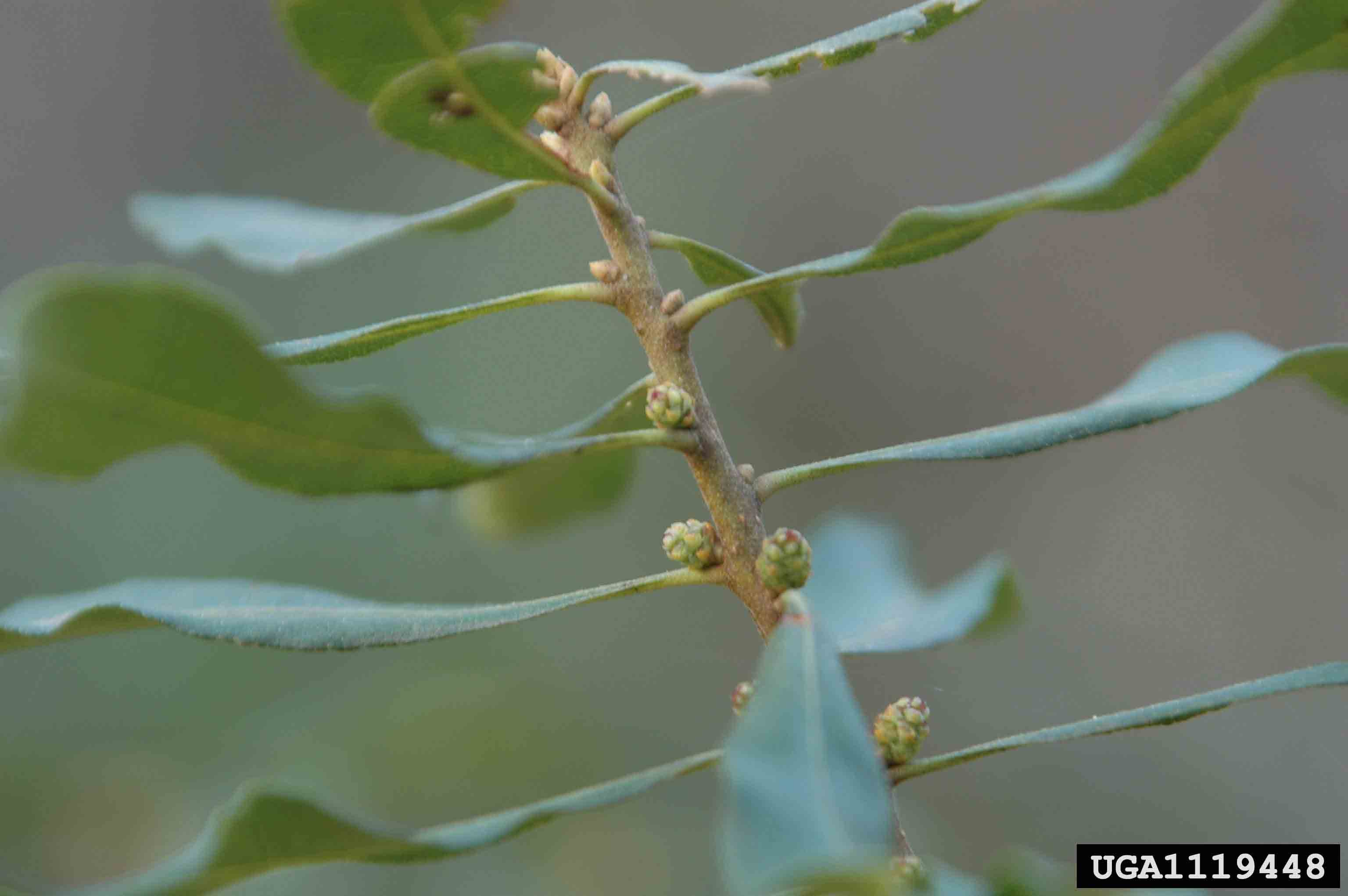 Southern wax myrtle twig