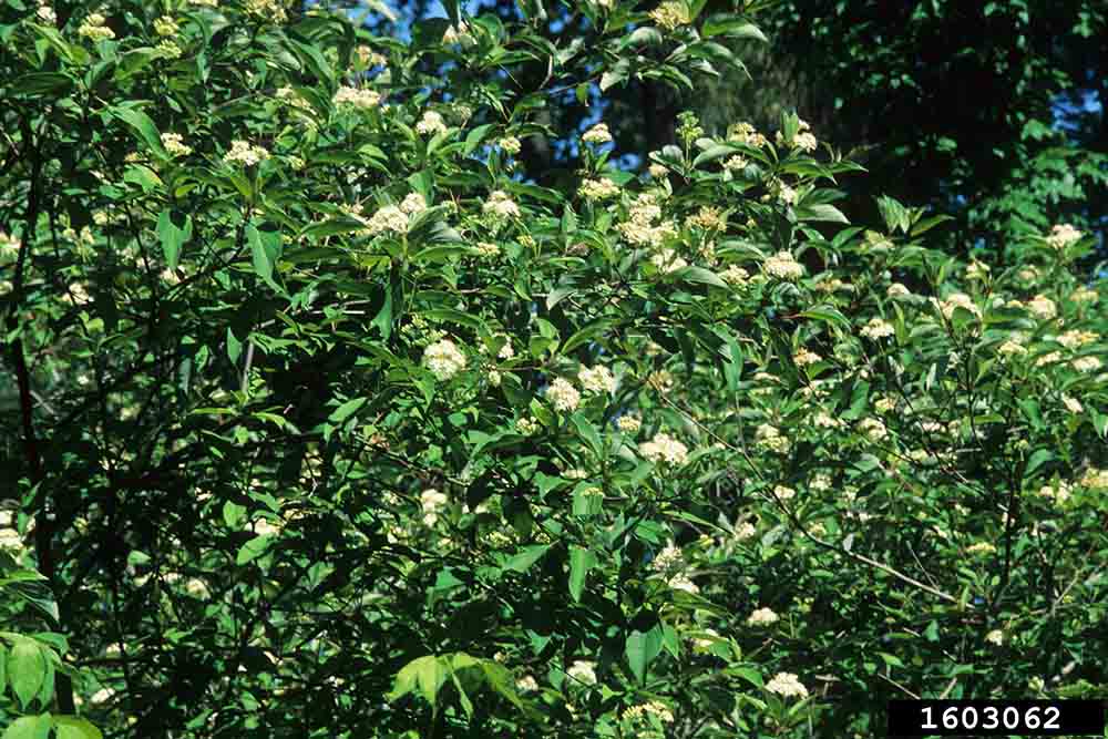 Stiff dogwood blooms