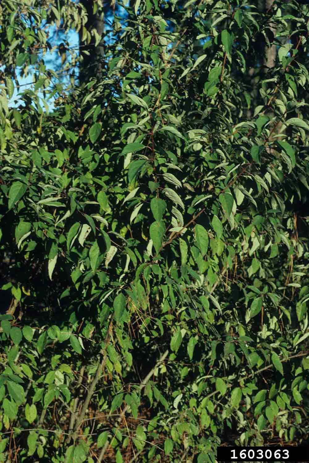 Stiff dogwood foliage, with opposite arrangement and margins mostly without teeth