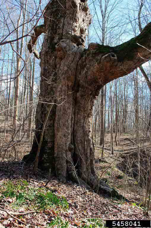 Sugar maple tree at base