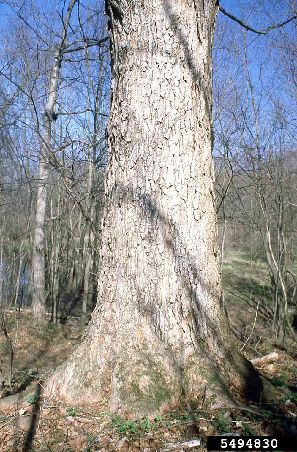 Sugar maple bark on trunk