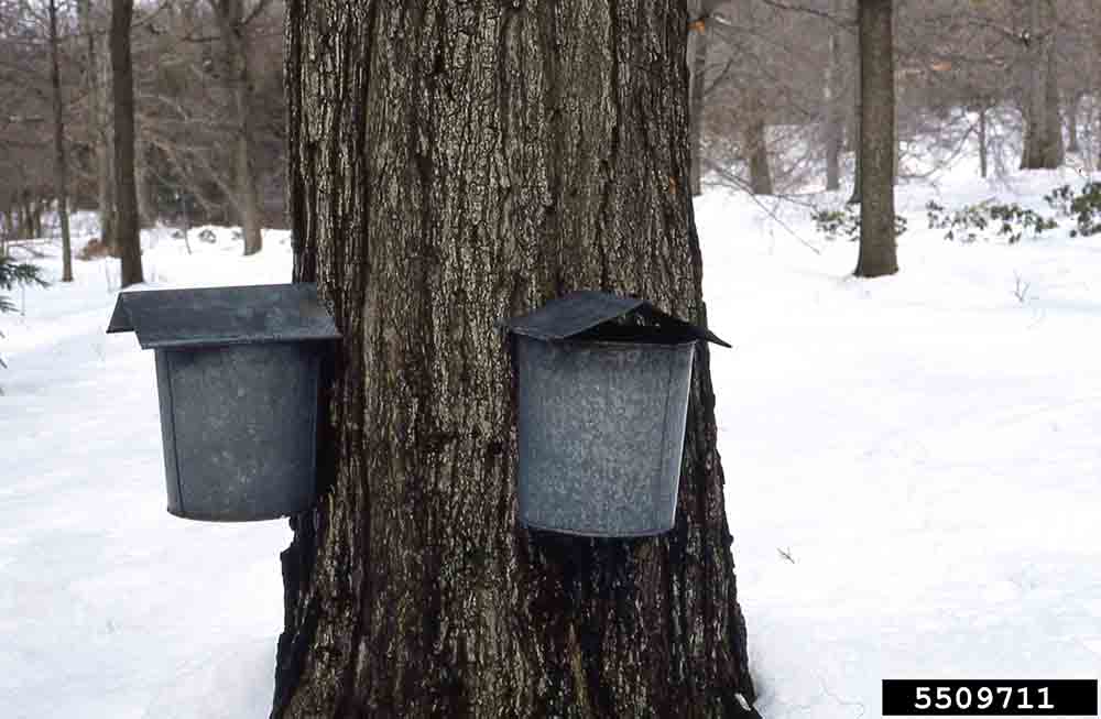 Sugar maple tree, tapped to collect sap
