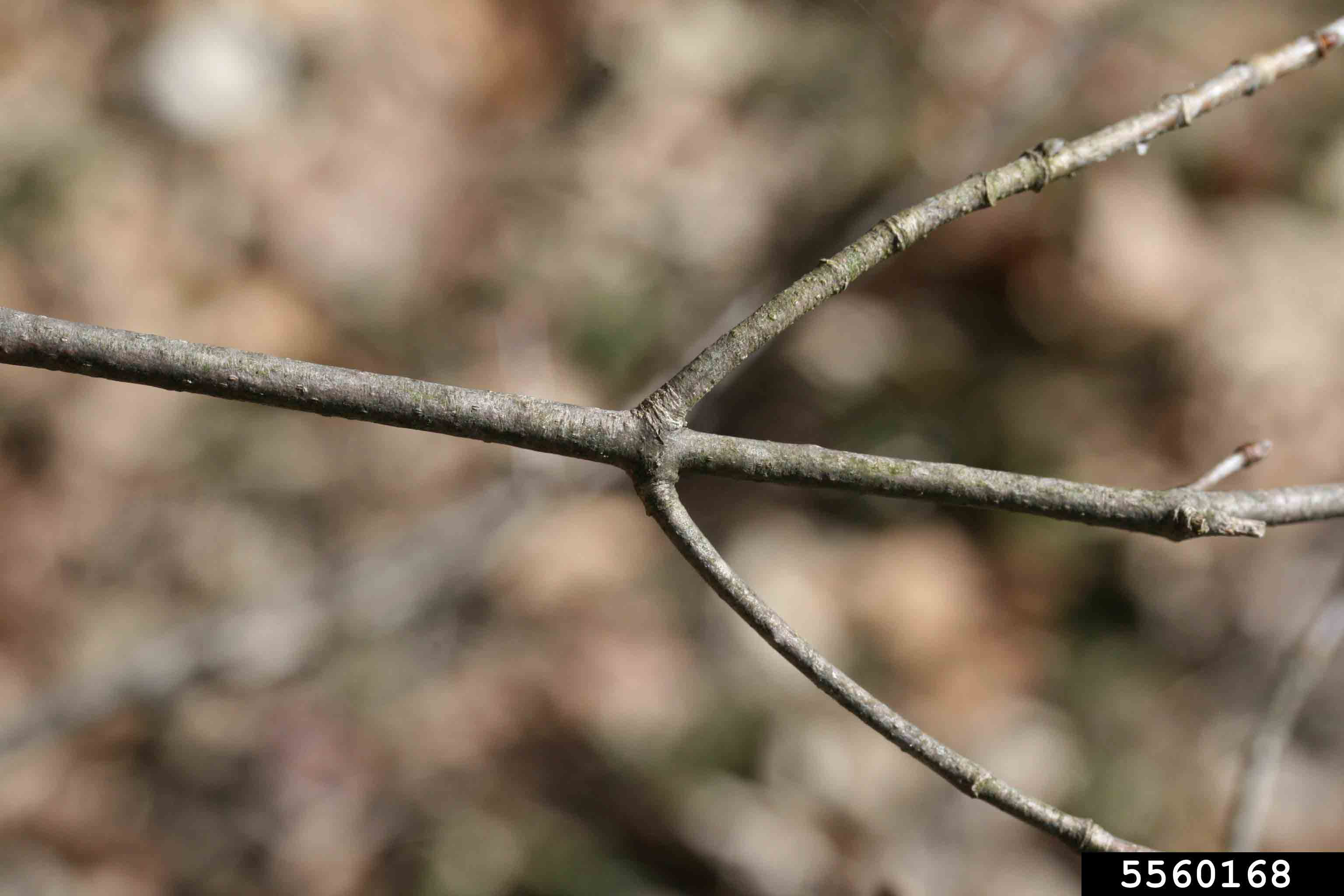 Sugar maple stem
