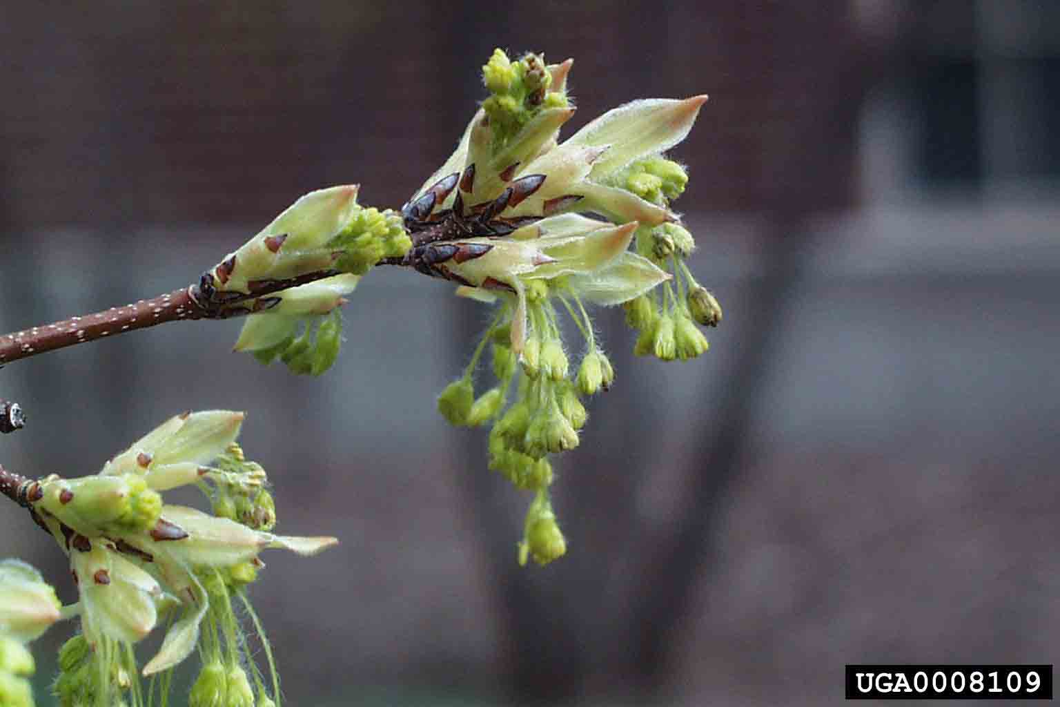 Sugar maple flowers, emerging before leaves