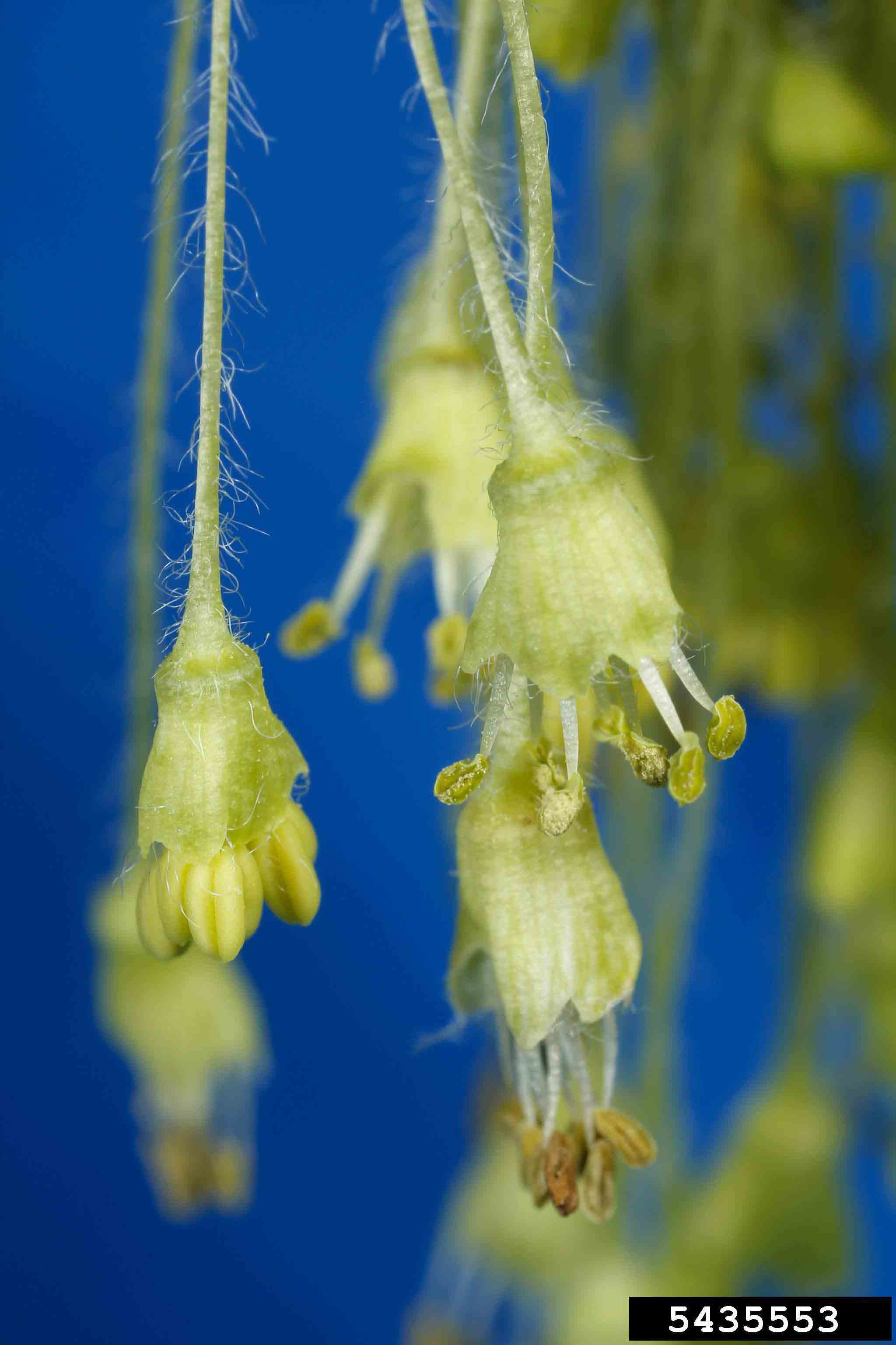 Sugar maple flowers