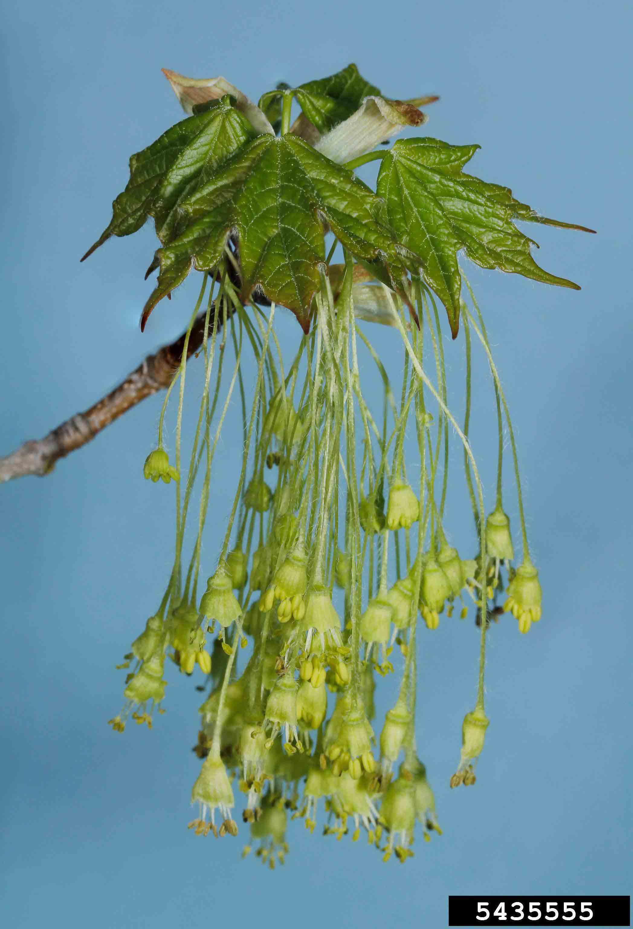 Sugar maple flowers and emerging leaves