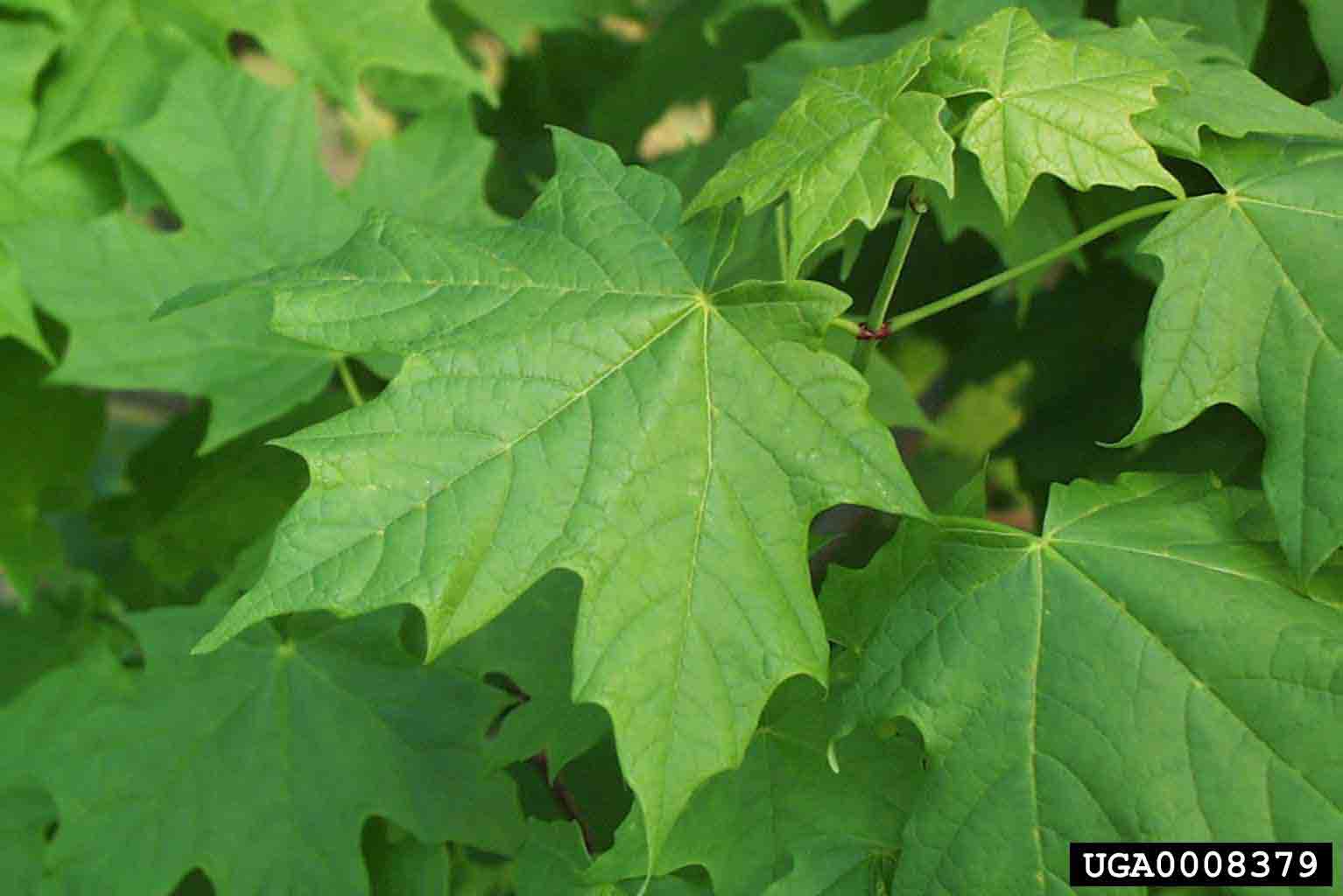 Sugar maple leaf, upper side