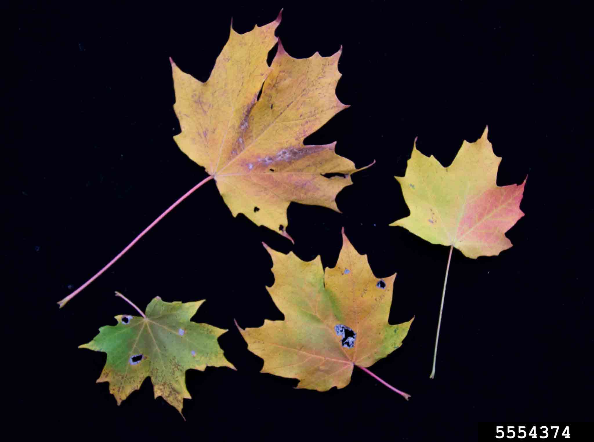 Sugar maple leaves, fall color