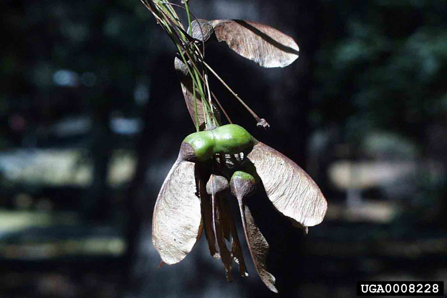 Sugar maple fruit, pair of samaras
