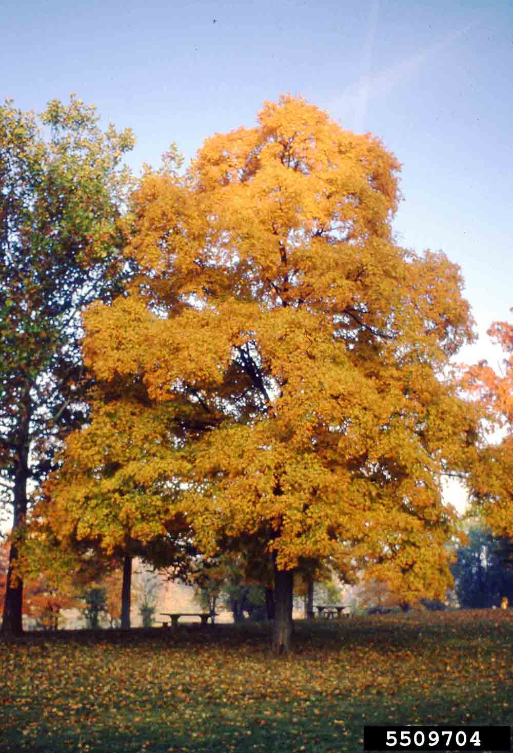 Sugar maple tree, fall