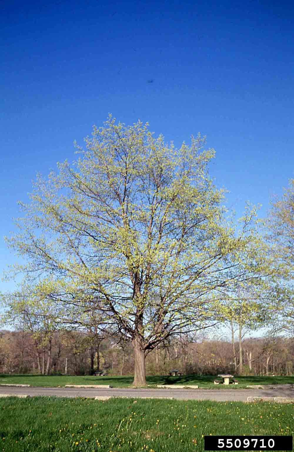 Sugar maple tree, spring