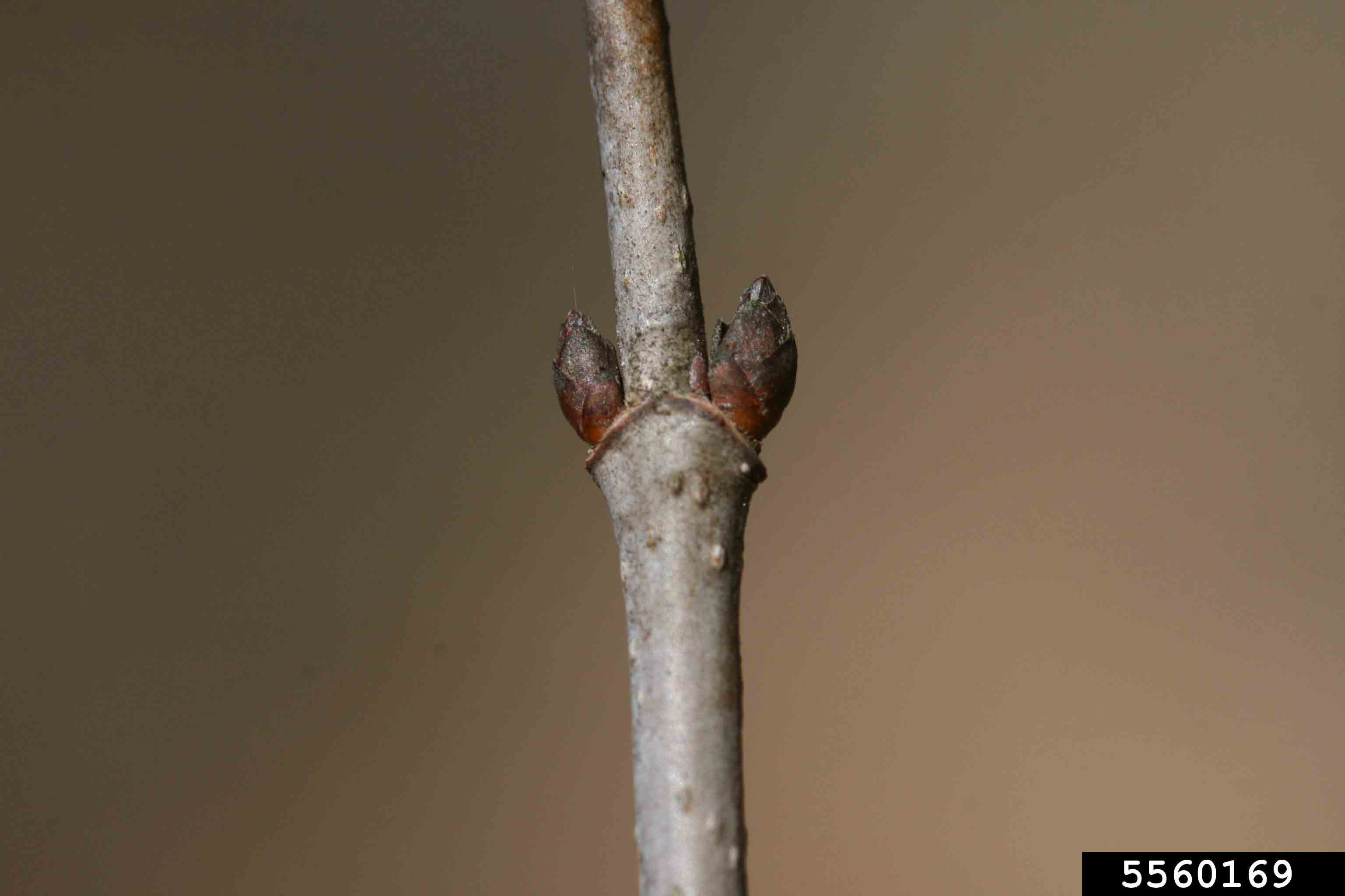 Sugar maple twig with buds, showing opposite arrangement