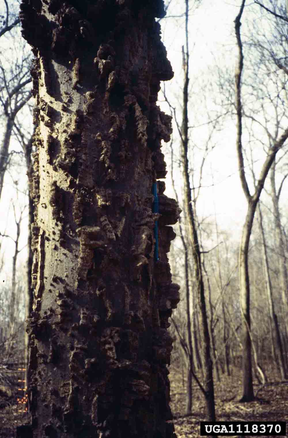 Sugarberry bark on trunk