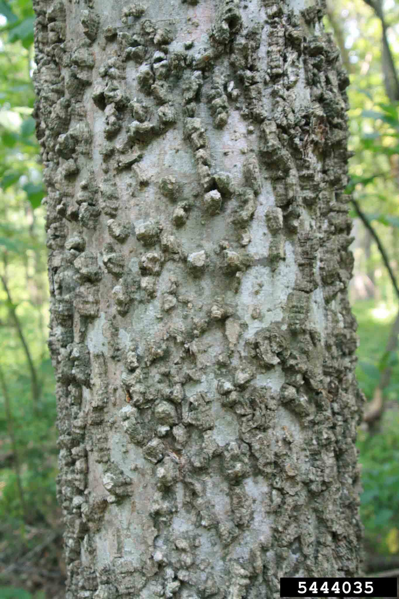 Sugarberry bark on trunk