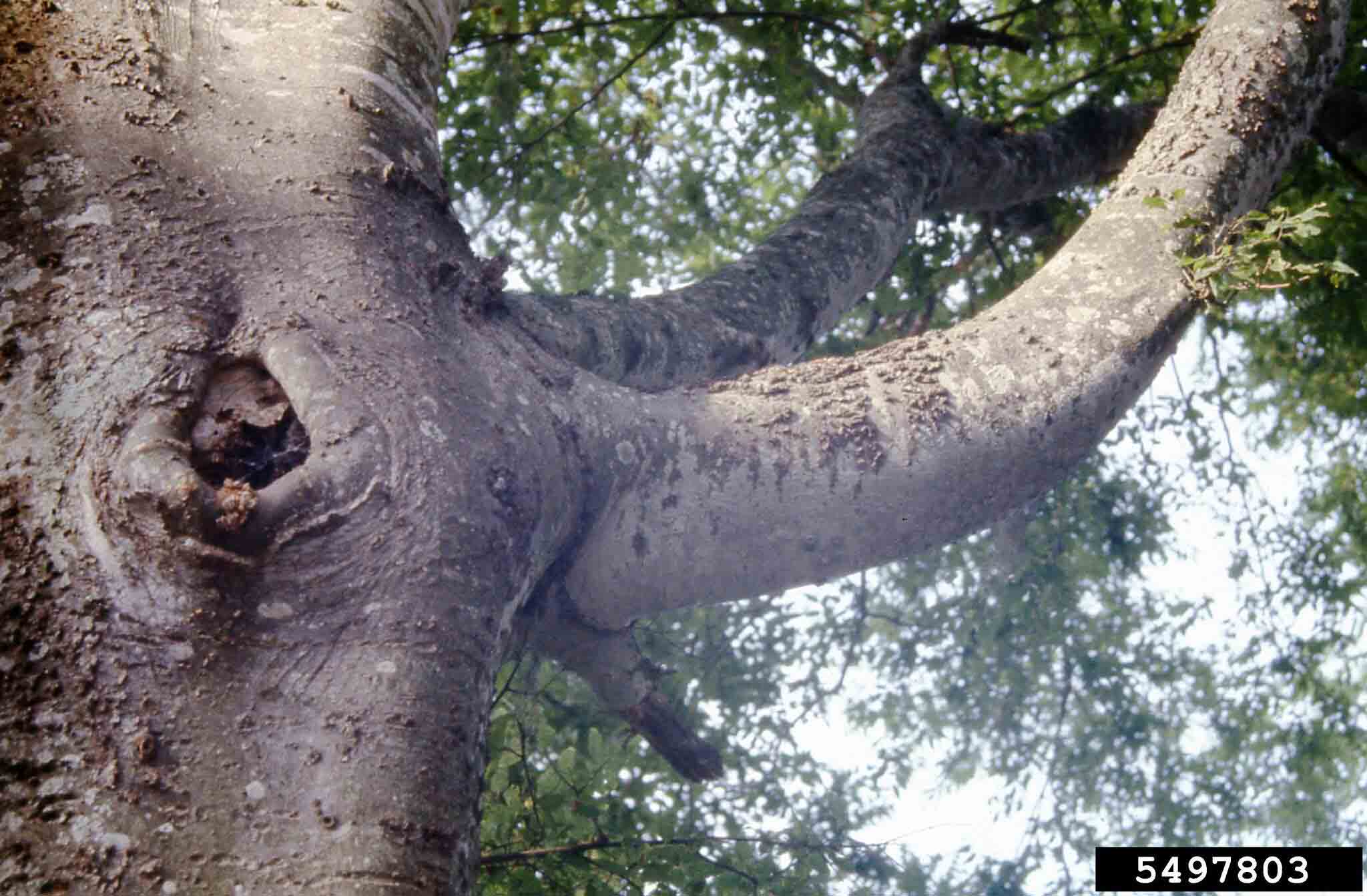 Sugarberry bark on trunk and branch