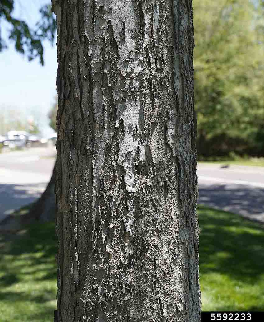 Sugarberry bark on trunk