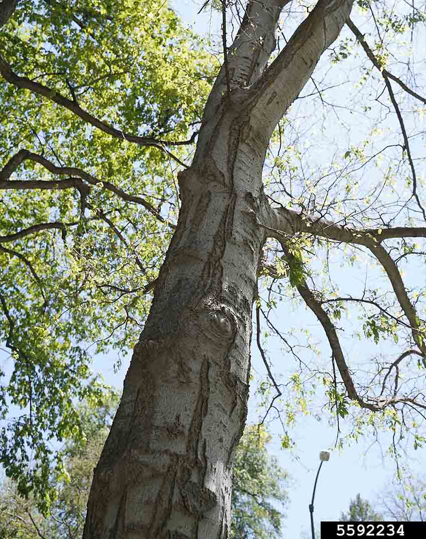 Sugarberry bark on trunk