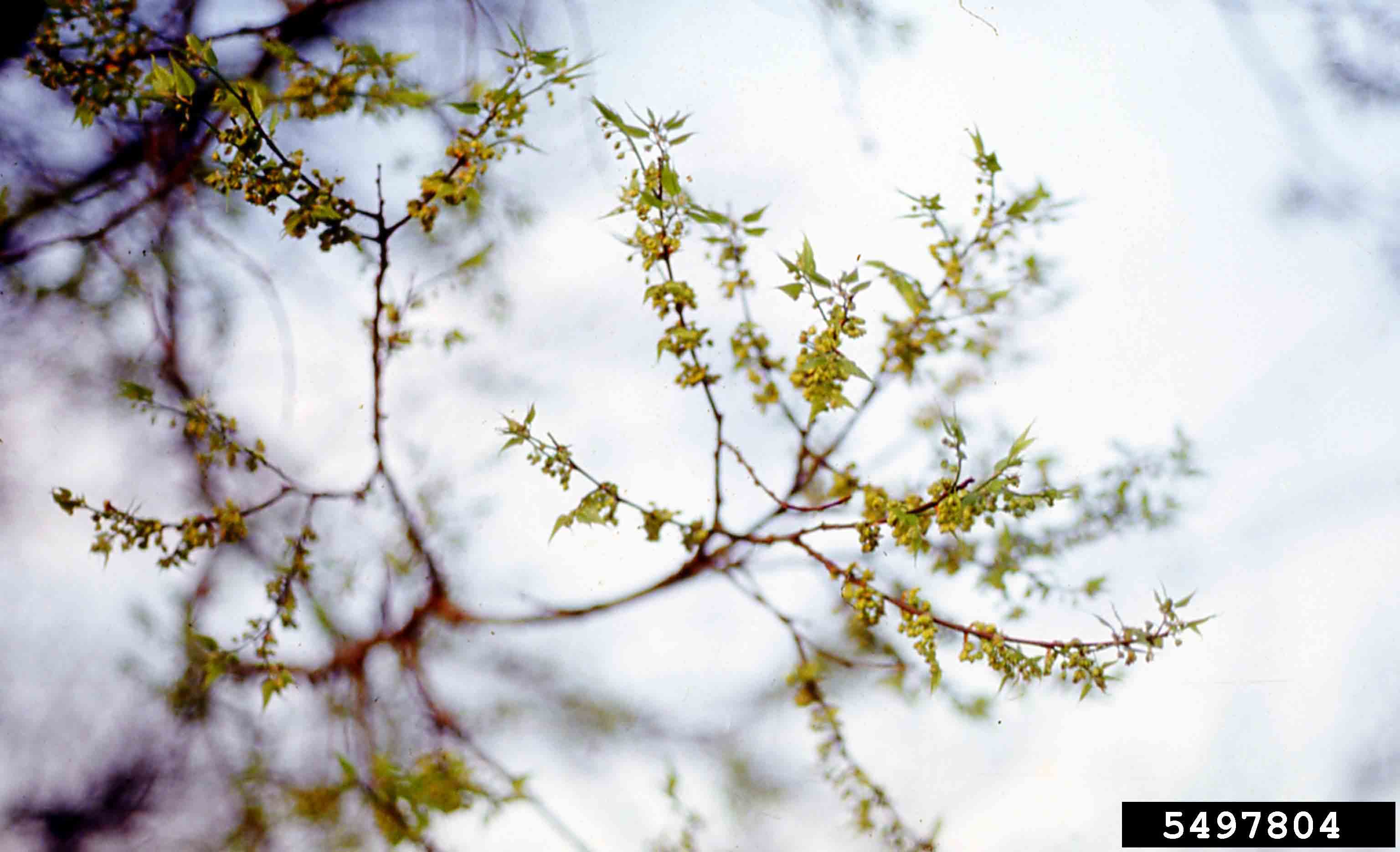 Sugarberry flowers