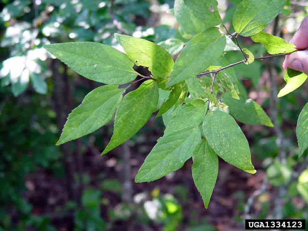 Sugarberry leaves, showing some margins smooth and some toothed
