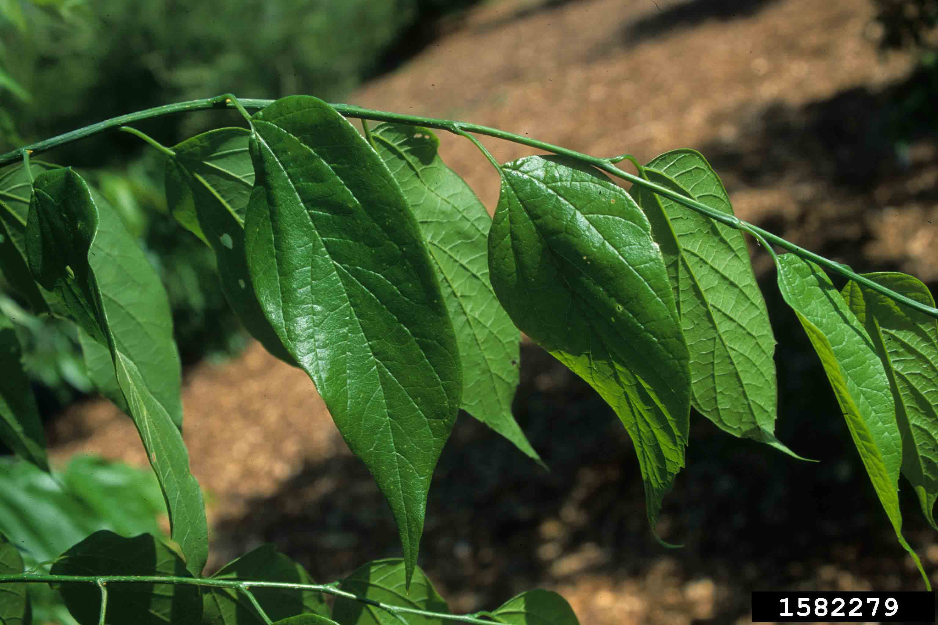 Sugarberry leaves, showing alternate arrangement