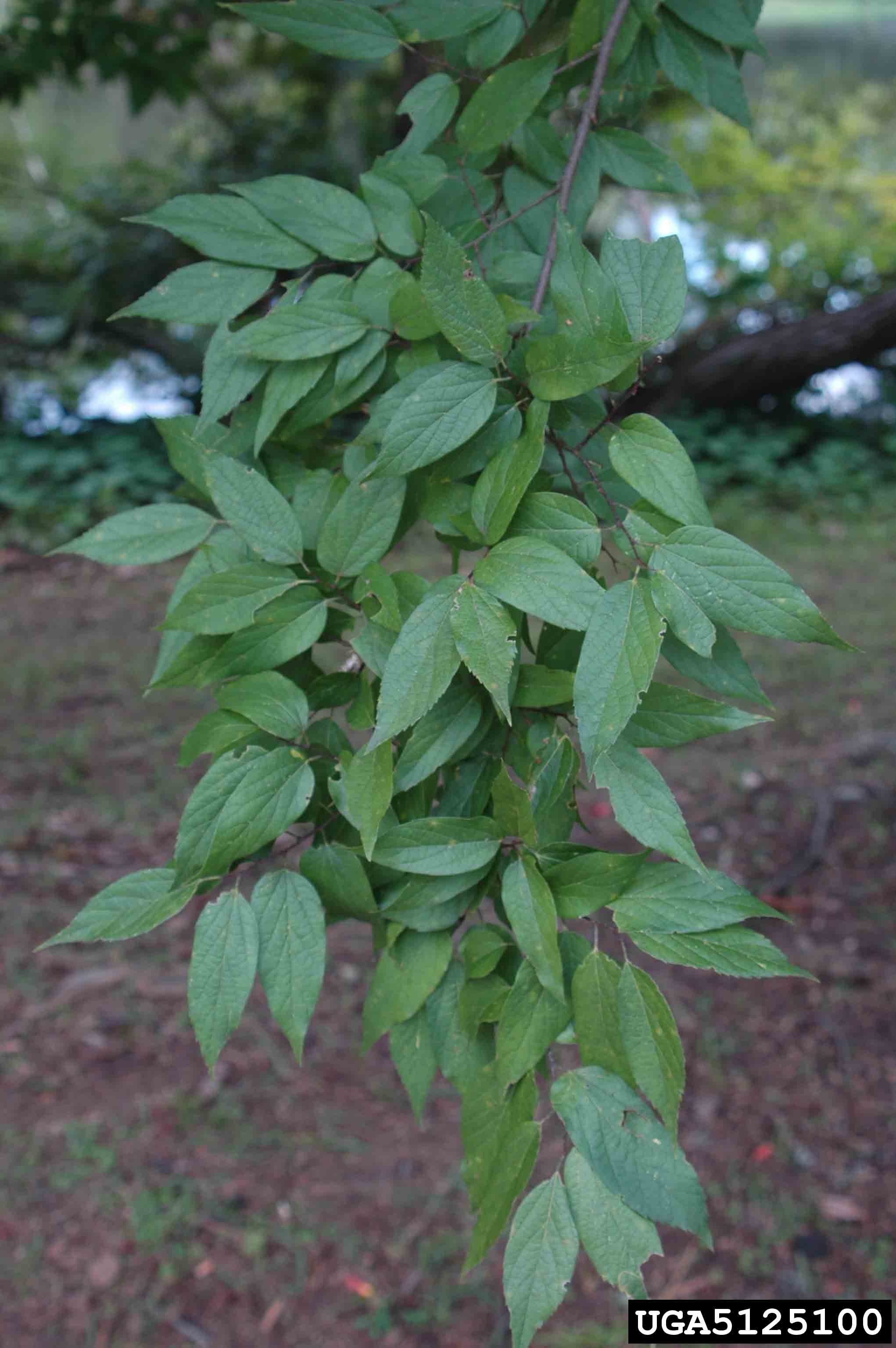 Sugarberry leaves