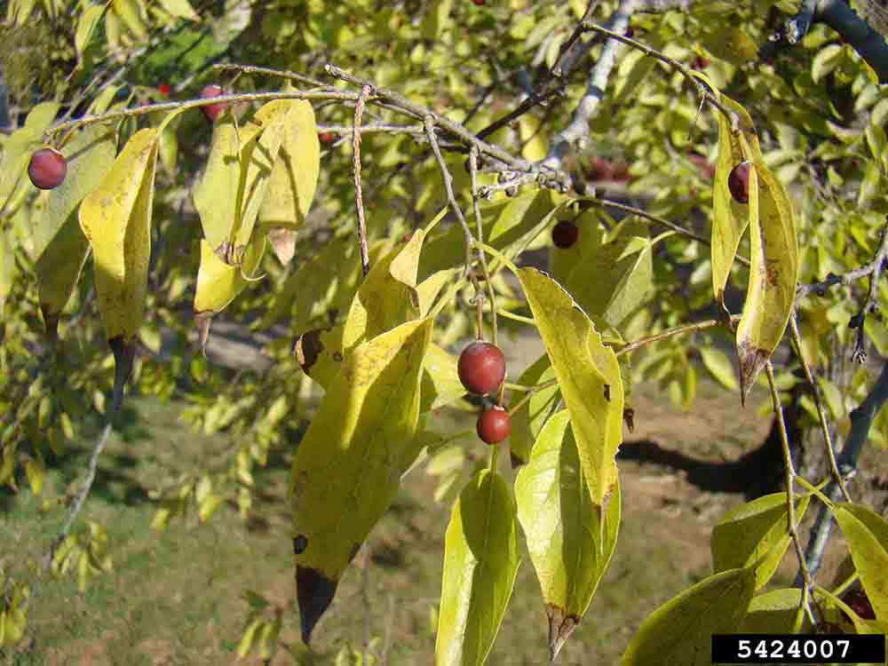 Sugarberry fruit and foliage