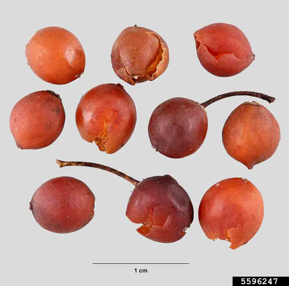 Sugarberry fruit, 1/4" in diameter