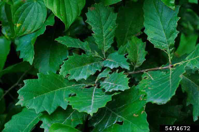 Swamp chestnut oak leaves