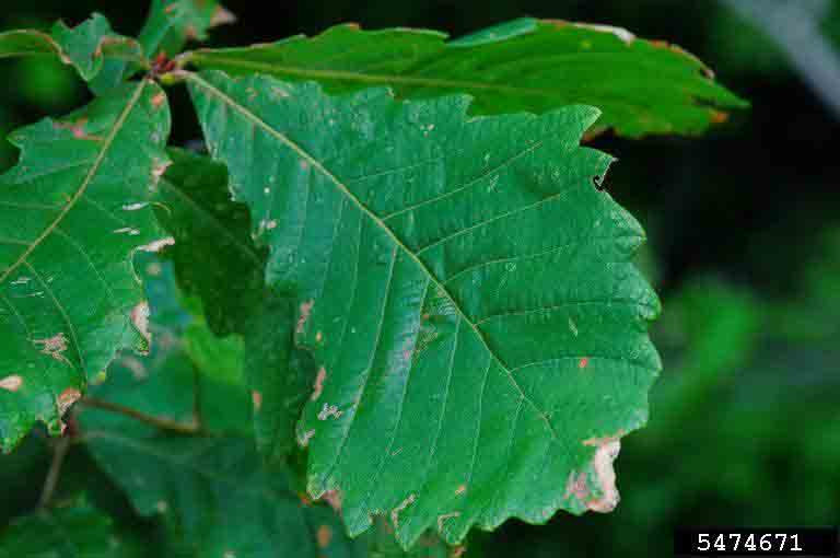 Swamp chestnut oak leaf, up to 11" long, with no bristles on tips