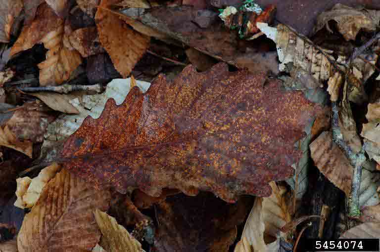 Swamp chestnut oak leaf