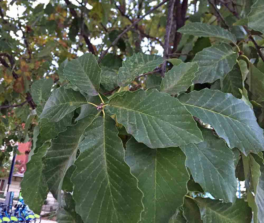 Swamp chestnut oak leaves