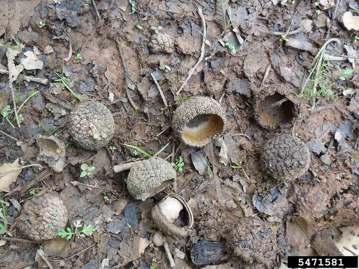 Swamp chestnut oak acorn caps from previous fall
