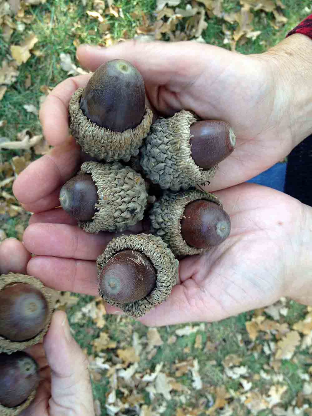 Swamp chestnut oak acorns