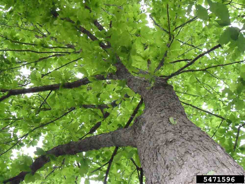 Swamp chestnut oak tree