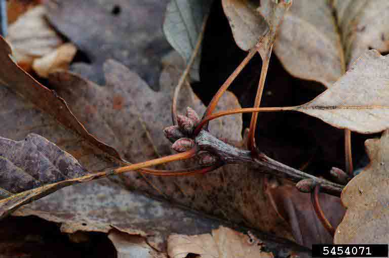 Swamp chestnut oak twig with buds