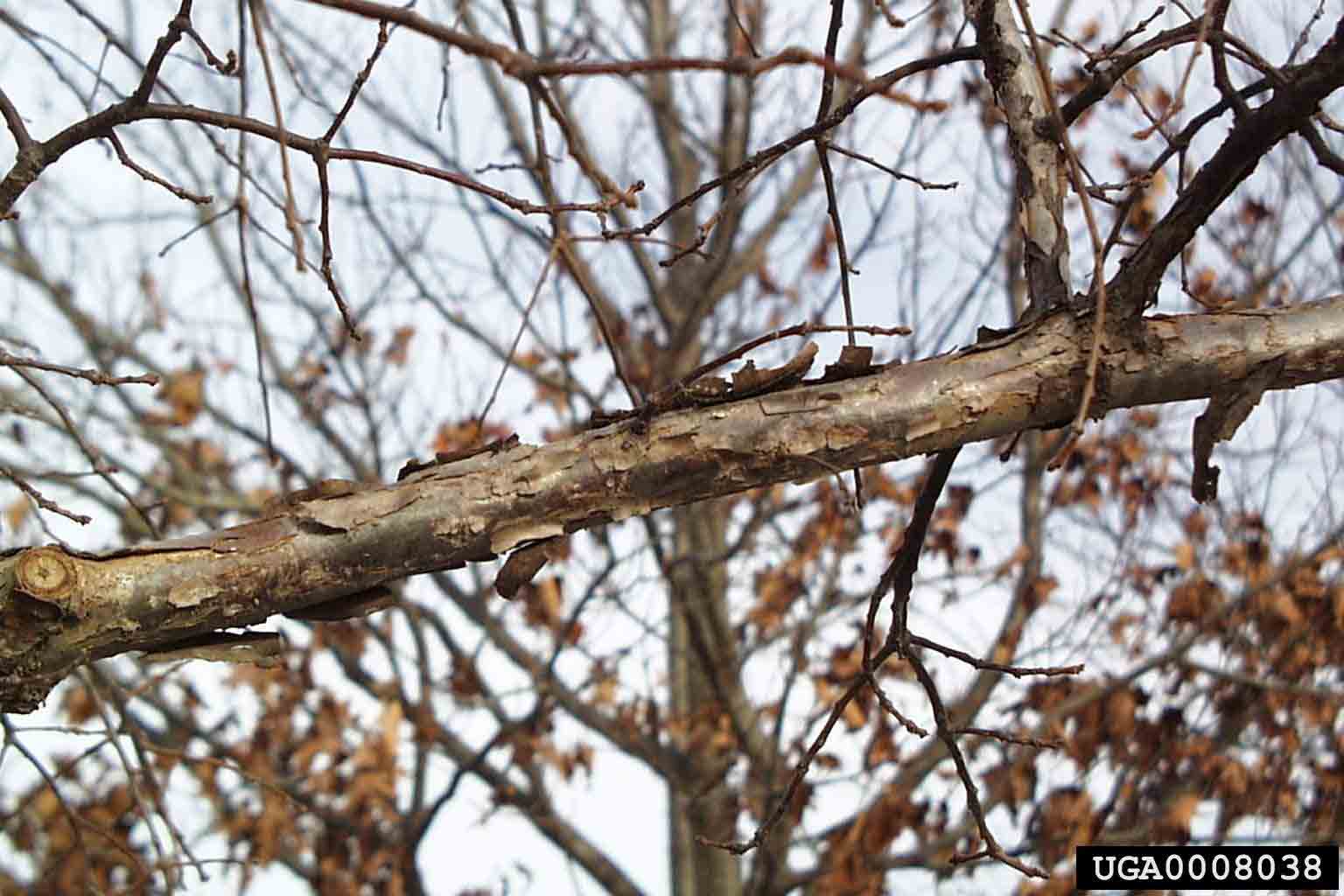 Swamp white oak bark