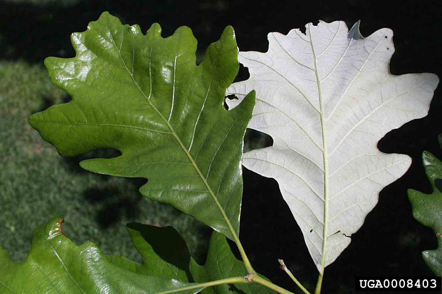 Swamp white oak leaves, 3"-7" long with no bristles on tips