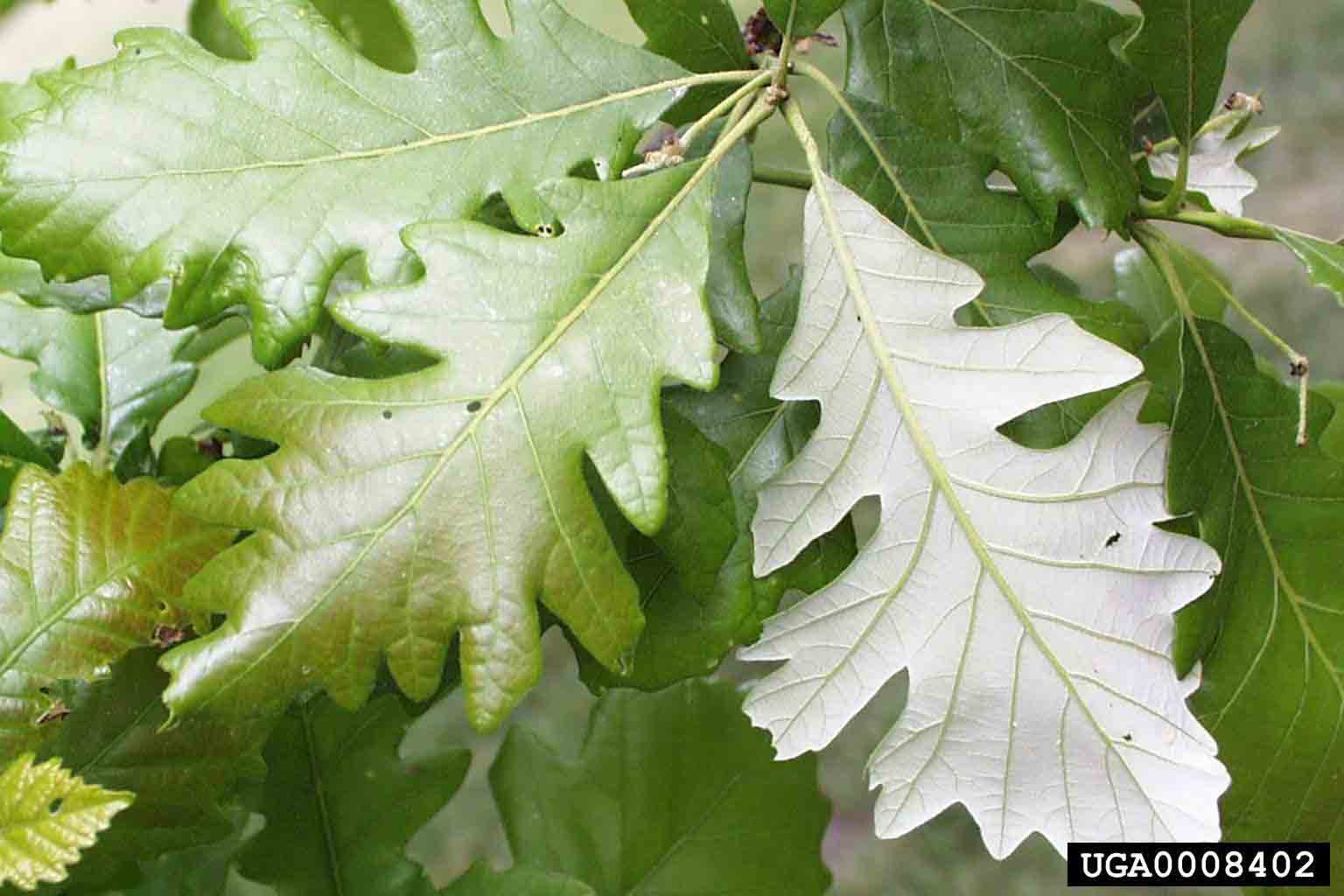 Swamp white oak leaves