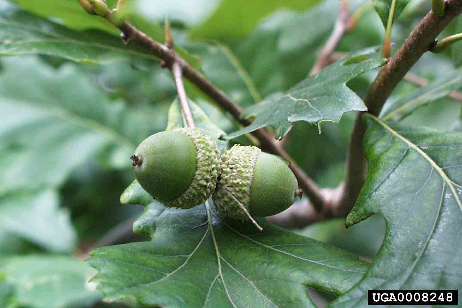 Swamp white oak acorns