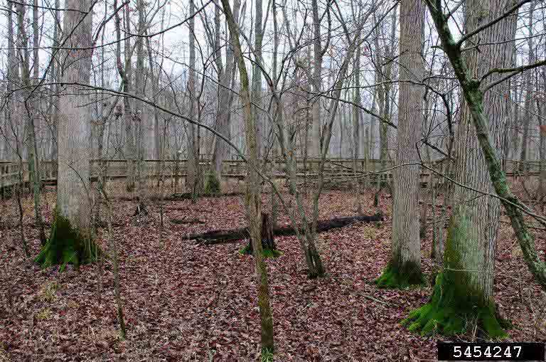 Swamp white oak trees